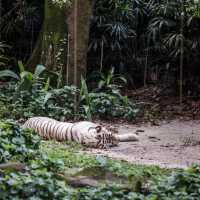 Animal Adventure at Singapore Zoo
