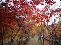 韓國睇紅葉超級靚嘅地方南怡島