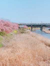【静岡】今年のお花見はここで決まり🌸🍡【河津桜】