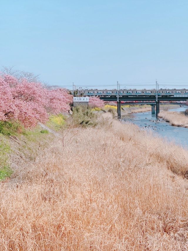 【静岡】今年のお花見はここで決まり🌸🍡【河津桜】