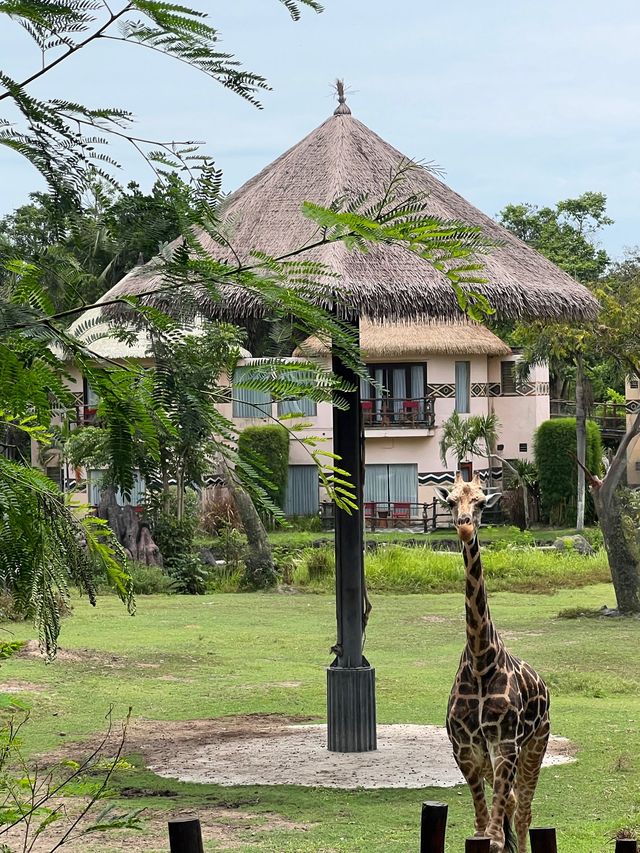 峇里親子遊❤️最大動物園😳Bali Safari and Marine Park🙈