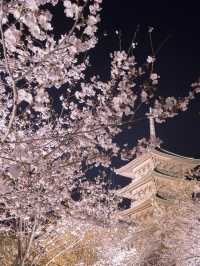 【桜といえば京都！✨】京都で見て欲しい桜スポット紹介！🌸 