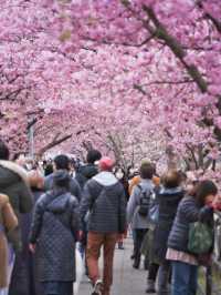 2024年は見頃もうすぐ⁉️これ見たら今すぐ予定変更して‼️狙い目の日程・アクセス攻略情報付き