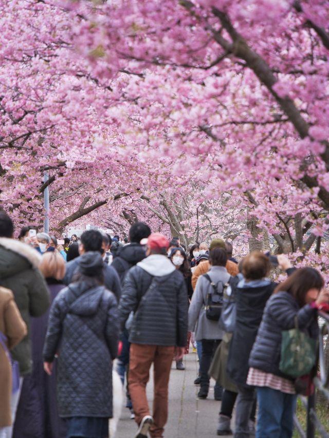 2024年は見頃もうすぐ⁉️これ見たら今すぐ予定変更して‼️狙い目の日程・アクセス攻略情報付き