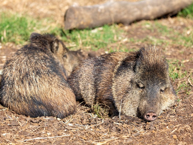 Melbourne Zoo