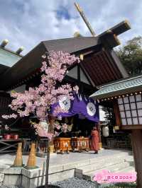 【東京大神宮/東京都】春になると河津桜を設置