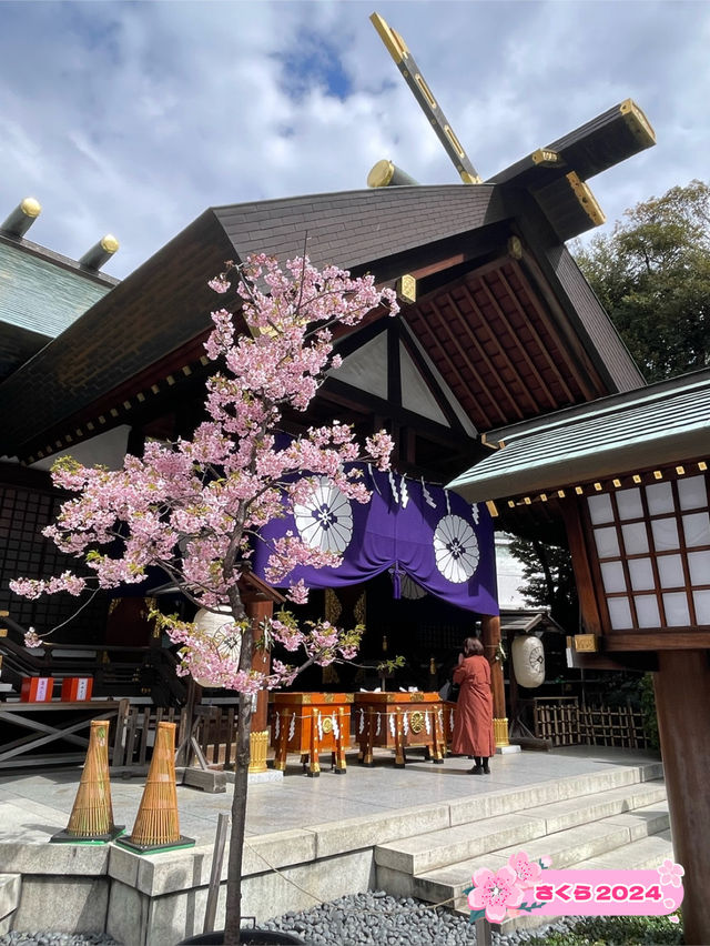 【東京大神宮/東京都】春になると河津桜を設置