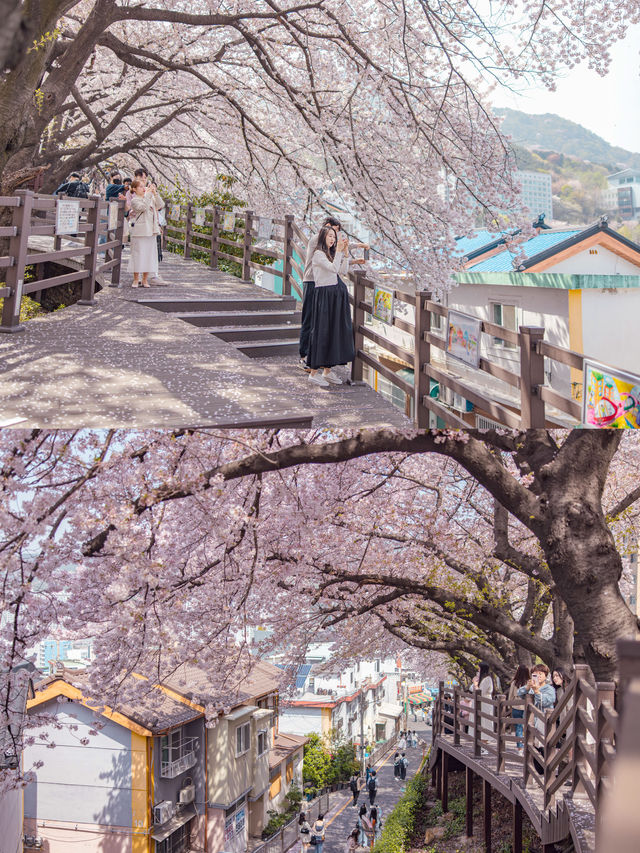 Gaegeum Cherry Blossom Rd. พิกัดชมพ็อตกตลับปูซาน