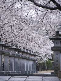 【奈良×桜】参道から本堂、展望台まで500本の桜が咲き誇るスポット🌸
