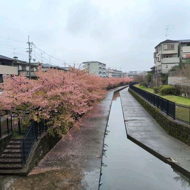 Early cherry-blossom on a rainy-cold day