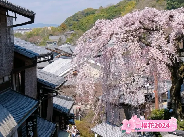 三年坂: 京都石板路垂櫻