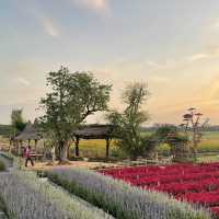 สวนลุงเวศน์ นาหมื่นศรี 2024🌻💐