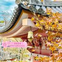 Tsubosaka Dera Temple Cherry 🌸 Blossom