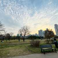 首爾漢江公園 🌸🌸櫻花 單車遊