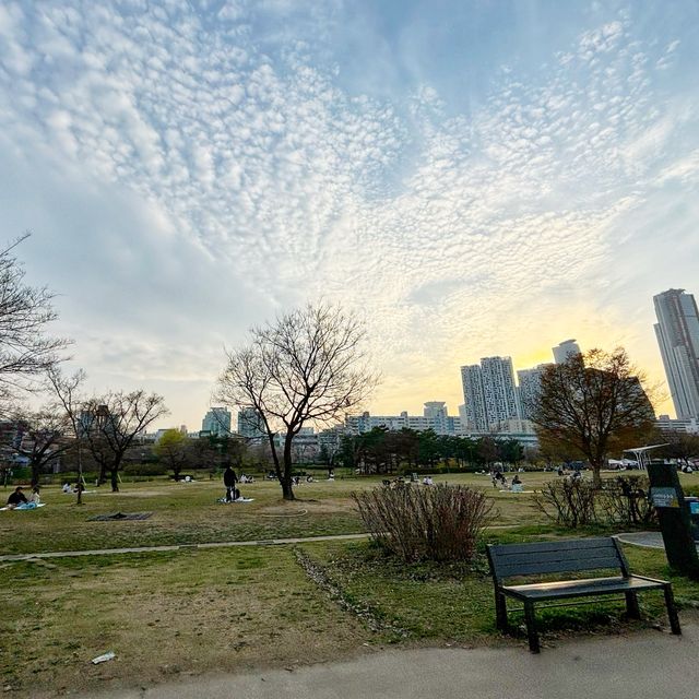 首爾漢江公園 🌸🌸櫻花 單車遊
