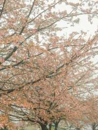 東京｜東京賞櫻花好去處：汐入公園🌸