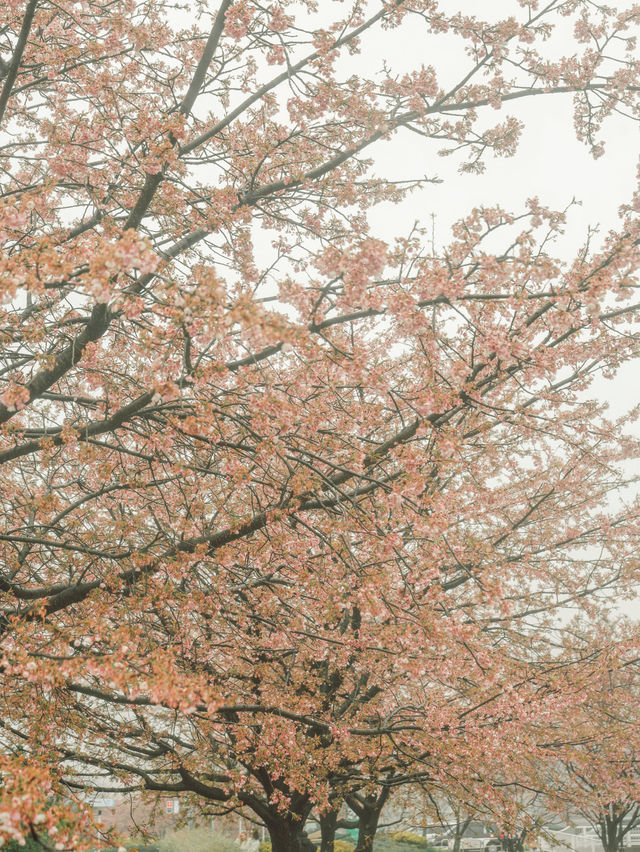 東京｜東京賞櫻花好去處：汐入公園🌸