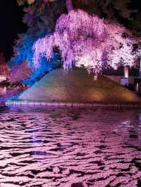 【青森・桜】その美しさ悶絶級🤩「やっば！えぐ！」しか出てこなくなる絶景🌸※アクセス攻略付き