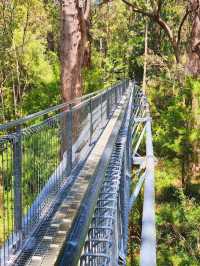 Valley of the Giants Tree Top Walk