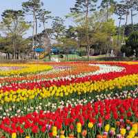 Beautiful Flowers view of Munam Park