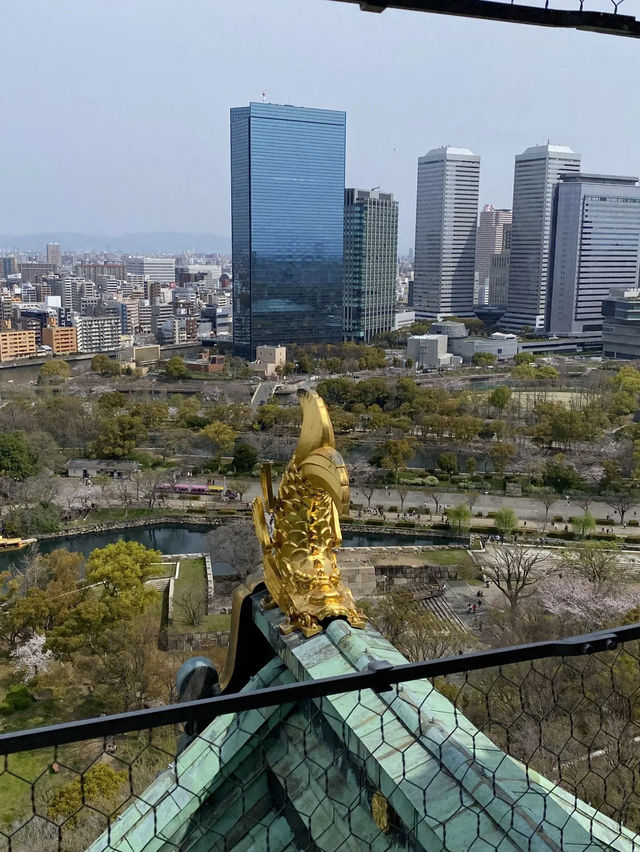 【2024年桜】大阪城の桜