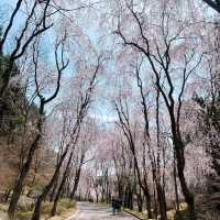広島県　世羅　甲山ふれあいの里