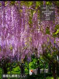 【茨城】森の中にキラキラと輝くシャガの群生 お花の楽園