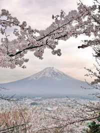 YOU NEED TO VISIT MT. FUJI IN SAKURA SEASON!