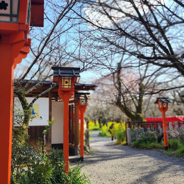 京都最美的賞櫻聖地🌸—平野神社⛩️