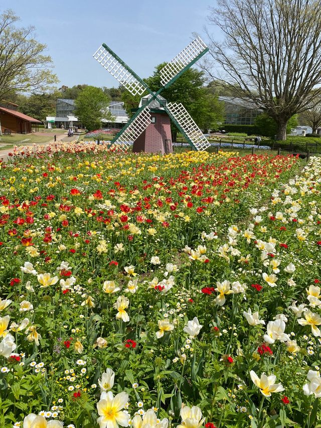 【加西市】満開チューリップまつり2024