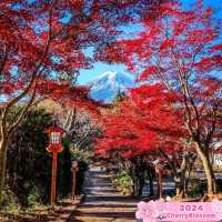 🌺 Very beautiful of Arakurayama Sengen Park