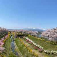 ทีมซากุระสงกรานต์ที่ภูมิภาค Tohoku (Funaoka)