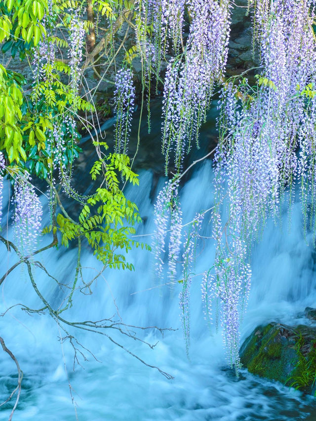 【山口】満開の藤の花が圧巻！一貫野の藤