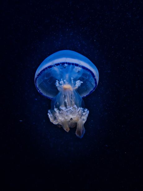 空泳ぐクラゲ (大) 山形】ゆらゆら泳ぐクラゲに涼しい空間で癒される✨一生に一度は行き