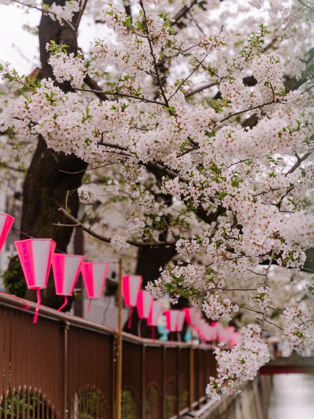 目黑川櫻花祭2024