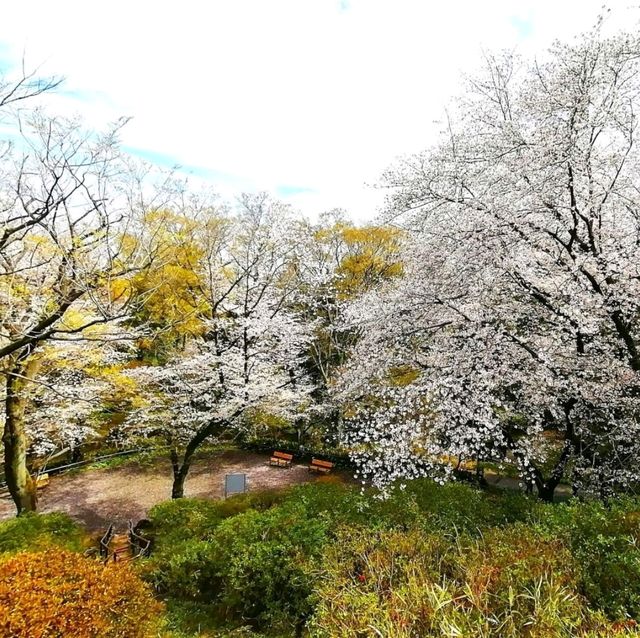 🌸 Flowering at Toyama Family Park 🇯🇵