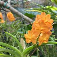 【沖縄】美しい草花と建物！熱帯ドリームセンター