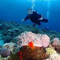 Diving in Okinawa - Kerama Islands 