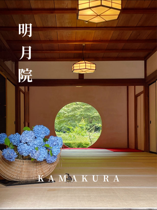 明月院の紫陽花