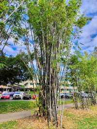 Cairns Esplanade Charles Street Parkland