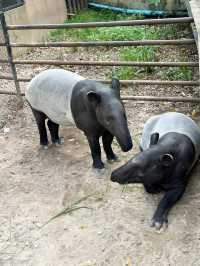 綠山野生動物園 超過300種動物的泰國大型動物園