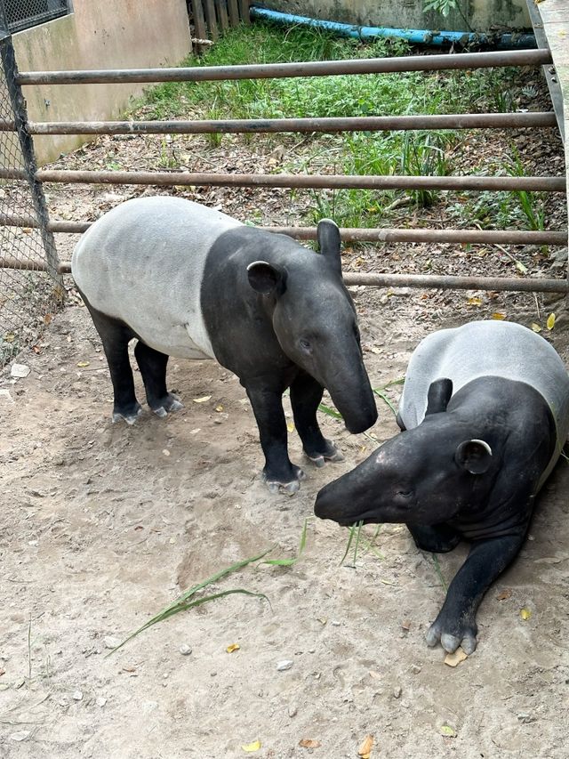 綠山野生動物園 超過300種動物的泰國大型動物園
