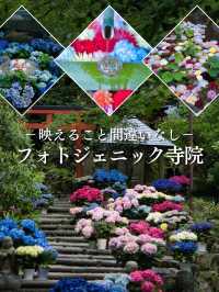 【奈良】期間限定‼️ 梅雨の時期が1番見応えあり😍映えまくり寺院✨