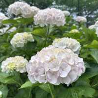 【福岡観光/自然】紫陽花