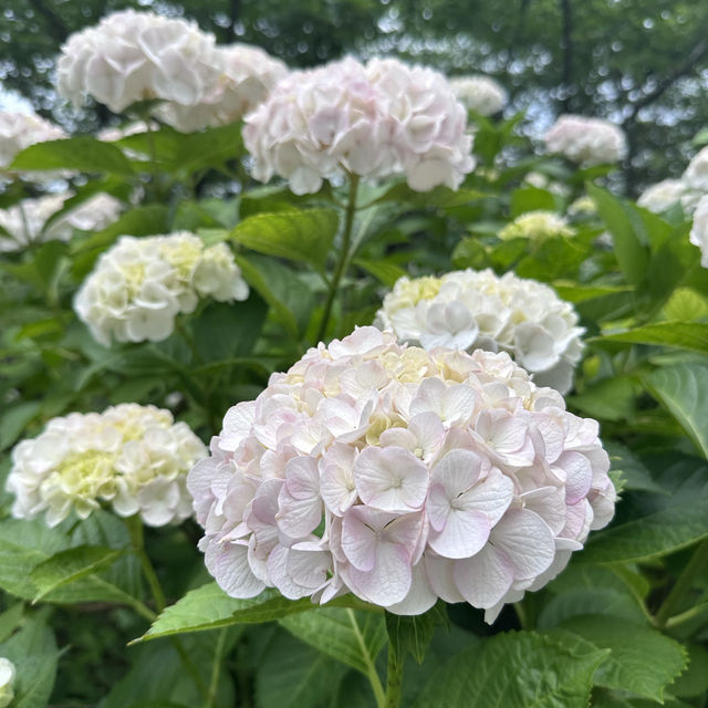 【福岡観光/自然】紫陽花