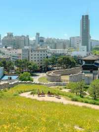 금계국 만개한 동대문 흥인지문 공원💛