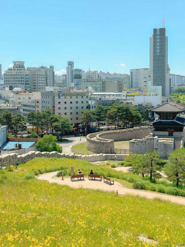 금계국 만개한 동대문 흥인지문 공원💛