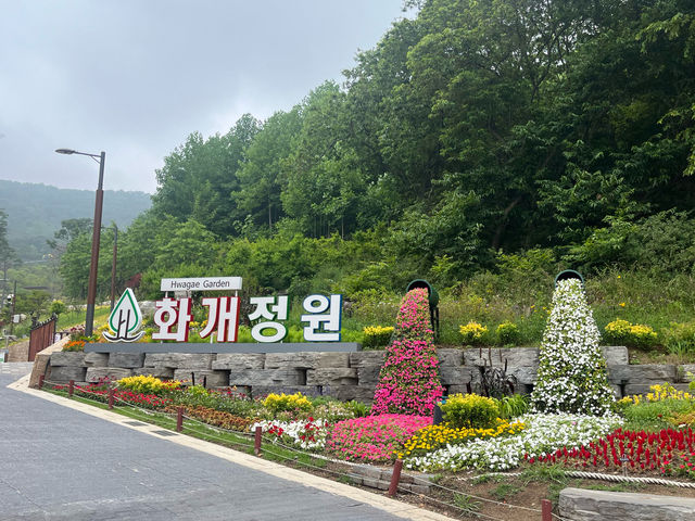 강화도 200%즐기기 교동도 화개정원 🌸🌼