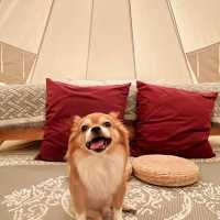 ห้องพักสไตล์แคมป์ปิ้ง 🌳 SOL Glamping Khaoyai