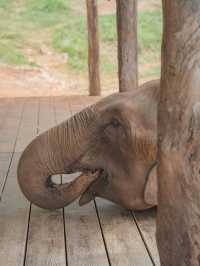 【タイ🇹🇭】世界でここだけ？！ゾウさんと遊べるカフェ！